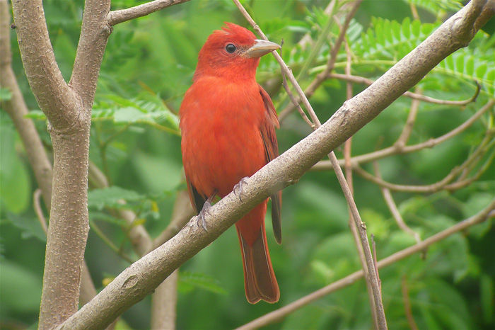 Summer Tanager © Barry Zimmer
