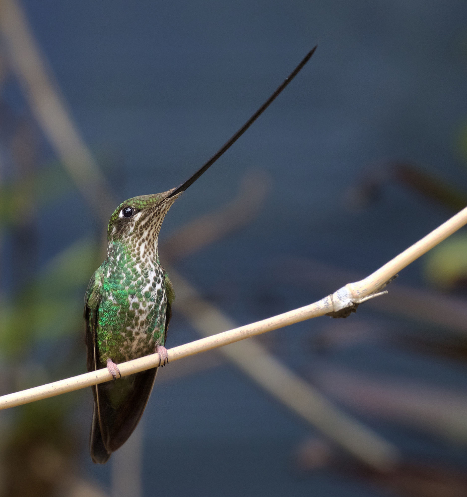 Sword-billed Hummingbird © David Ascanio