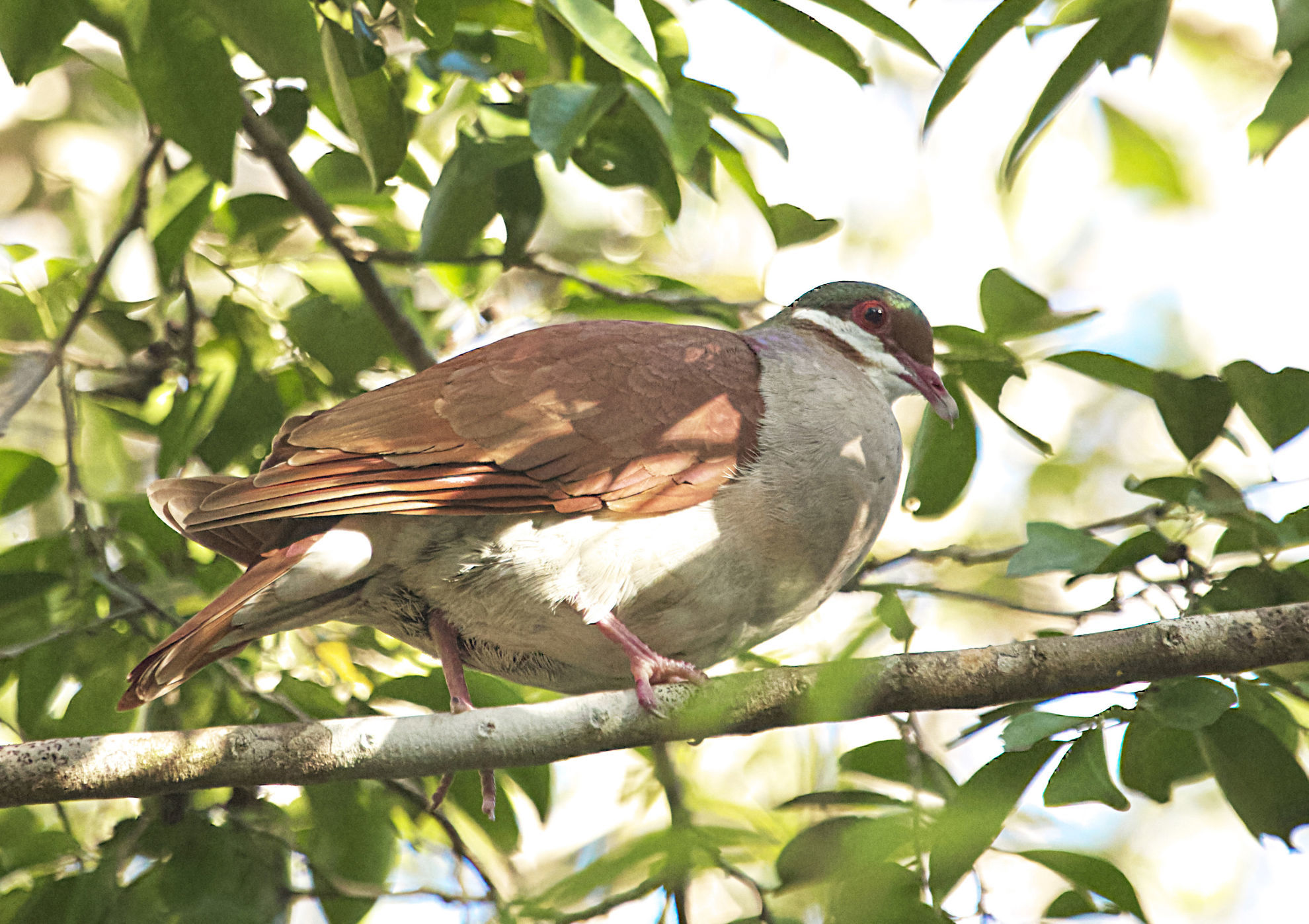 Key West Quail-Dove © Raymond VanBuskirk