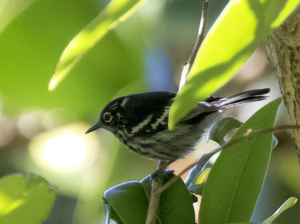 Elfin-woods Warbler © Raymond VanBuskirk