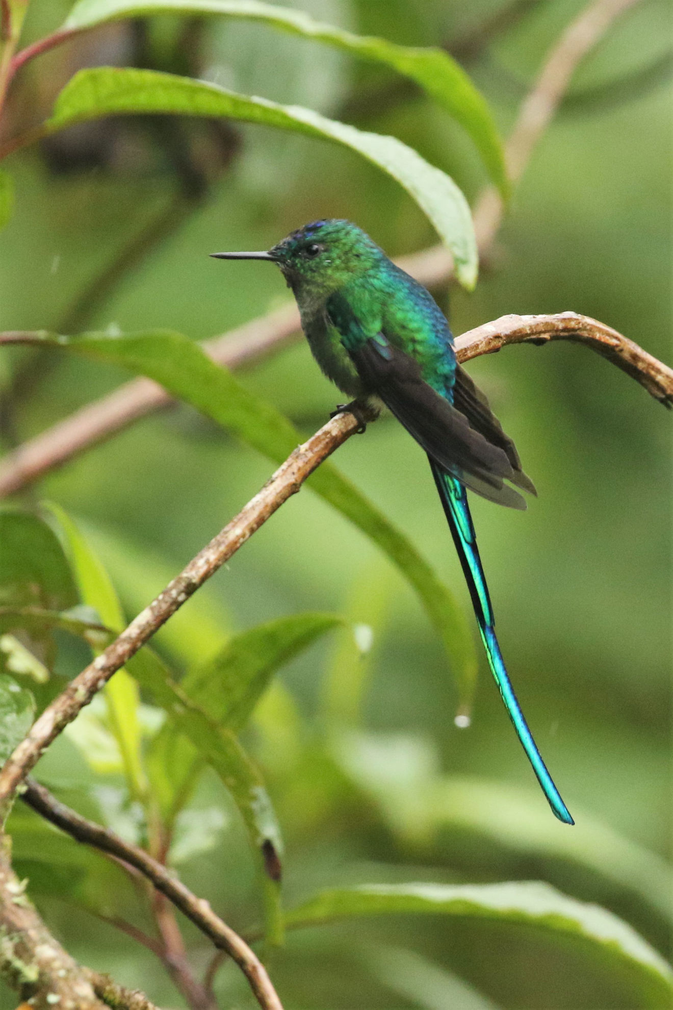 Long-tailed Sylph  © Brian Gibbons