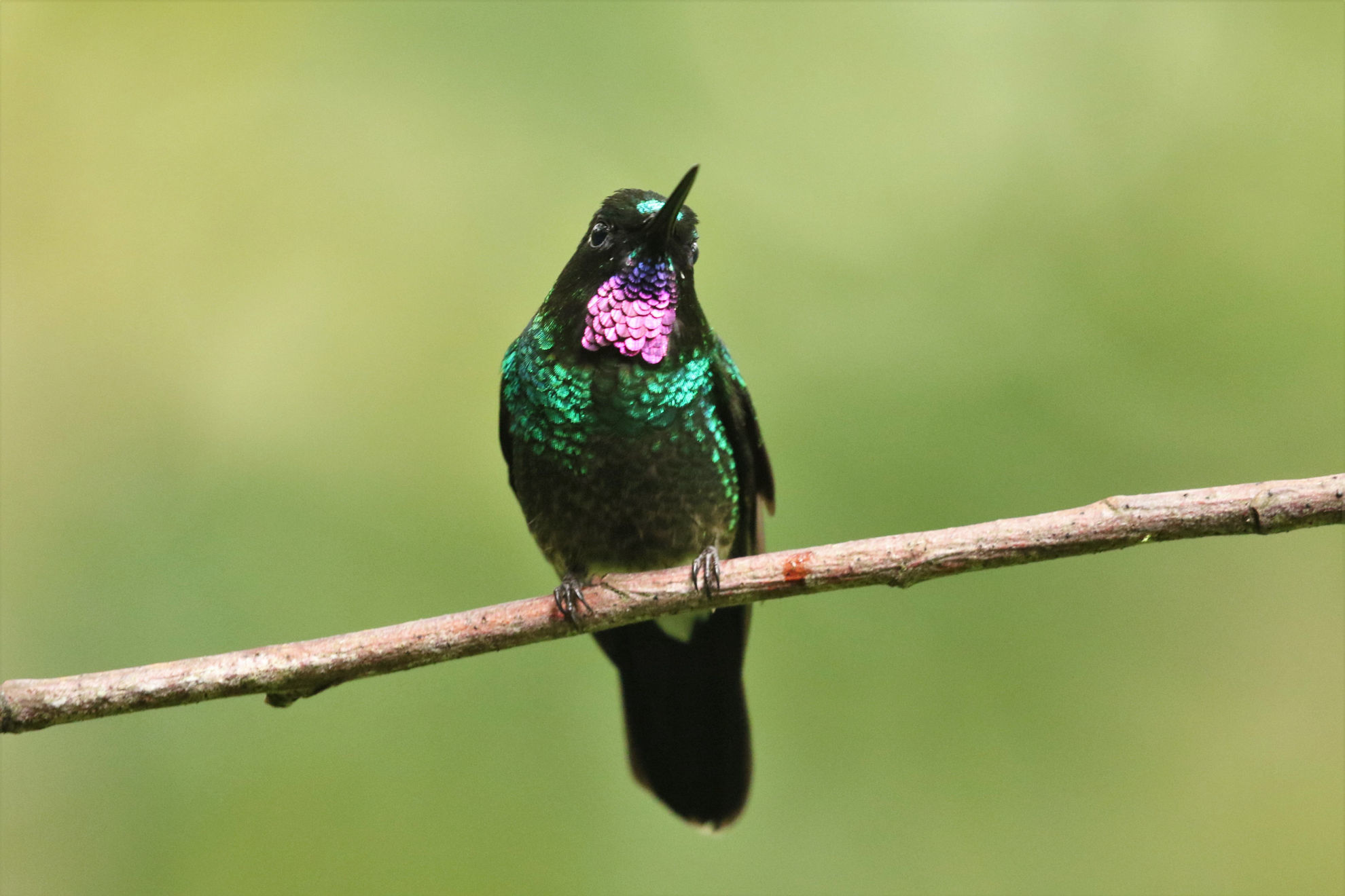 Tourmaline Sunangel © Brian Gibbons