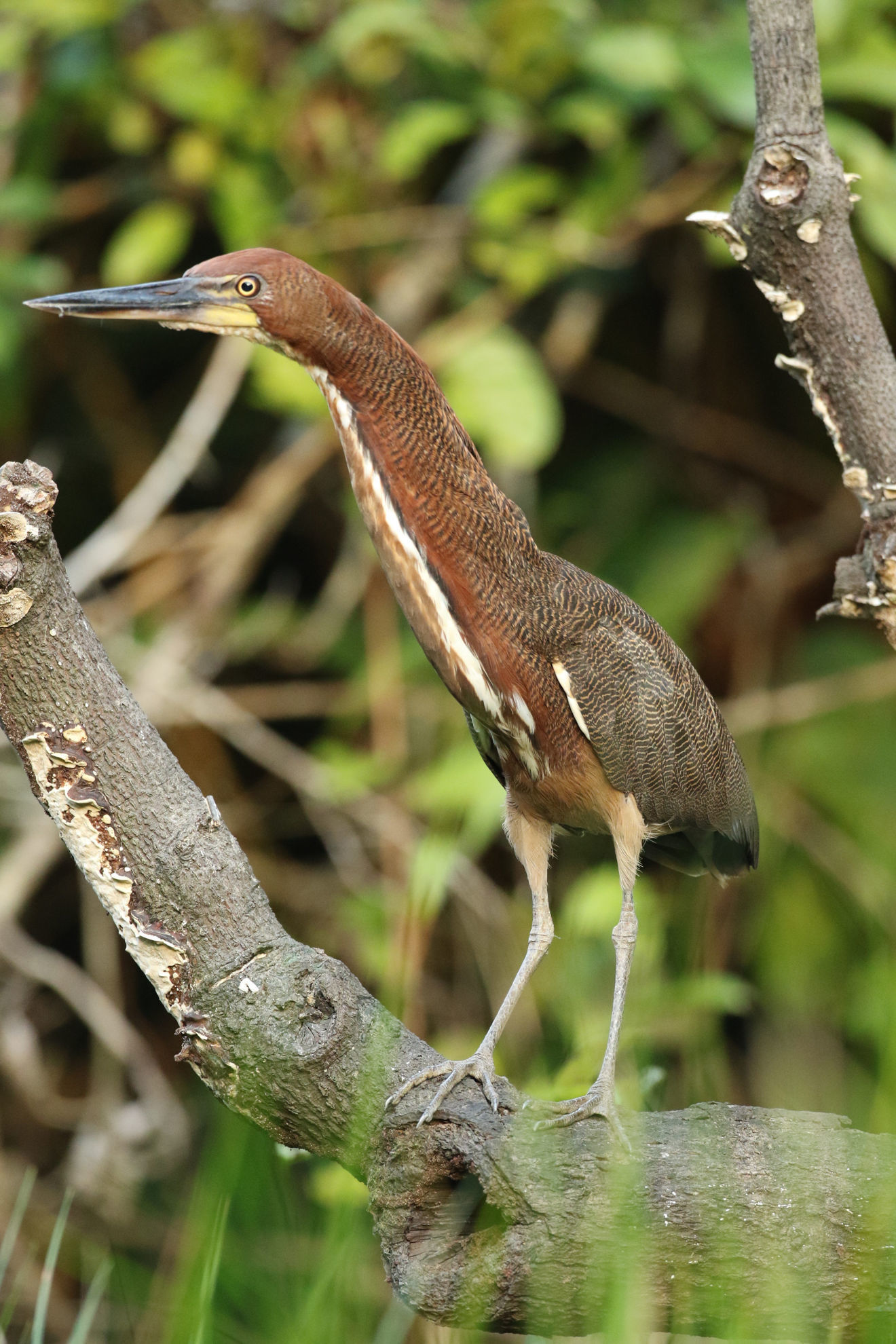 Rufescent Tiger-Heron © Brian Gibbons