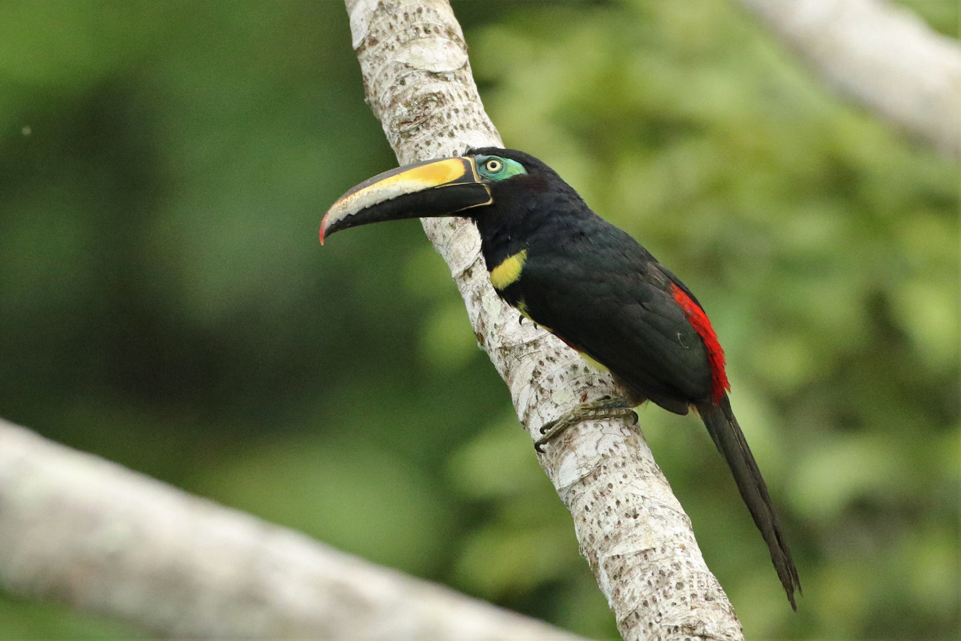 Many-banded Aracari © Brian Gibbons