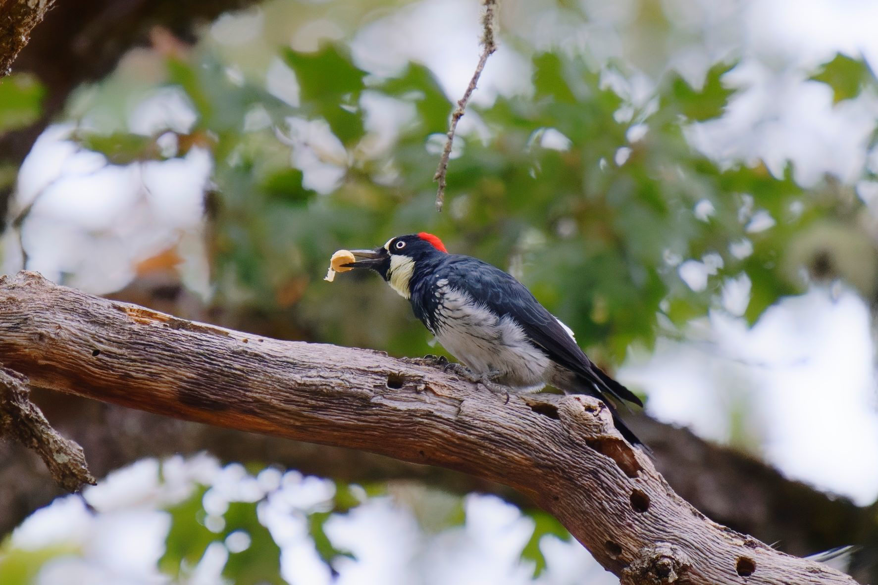 Acorn Woodpecker © Kevin Burke