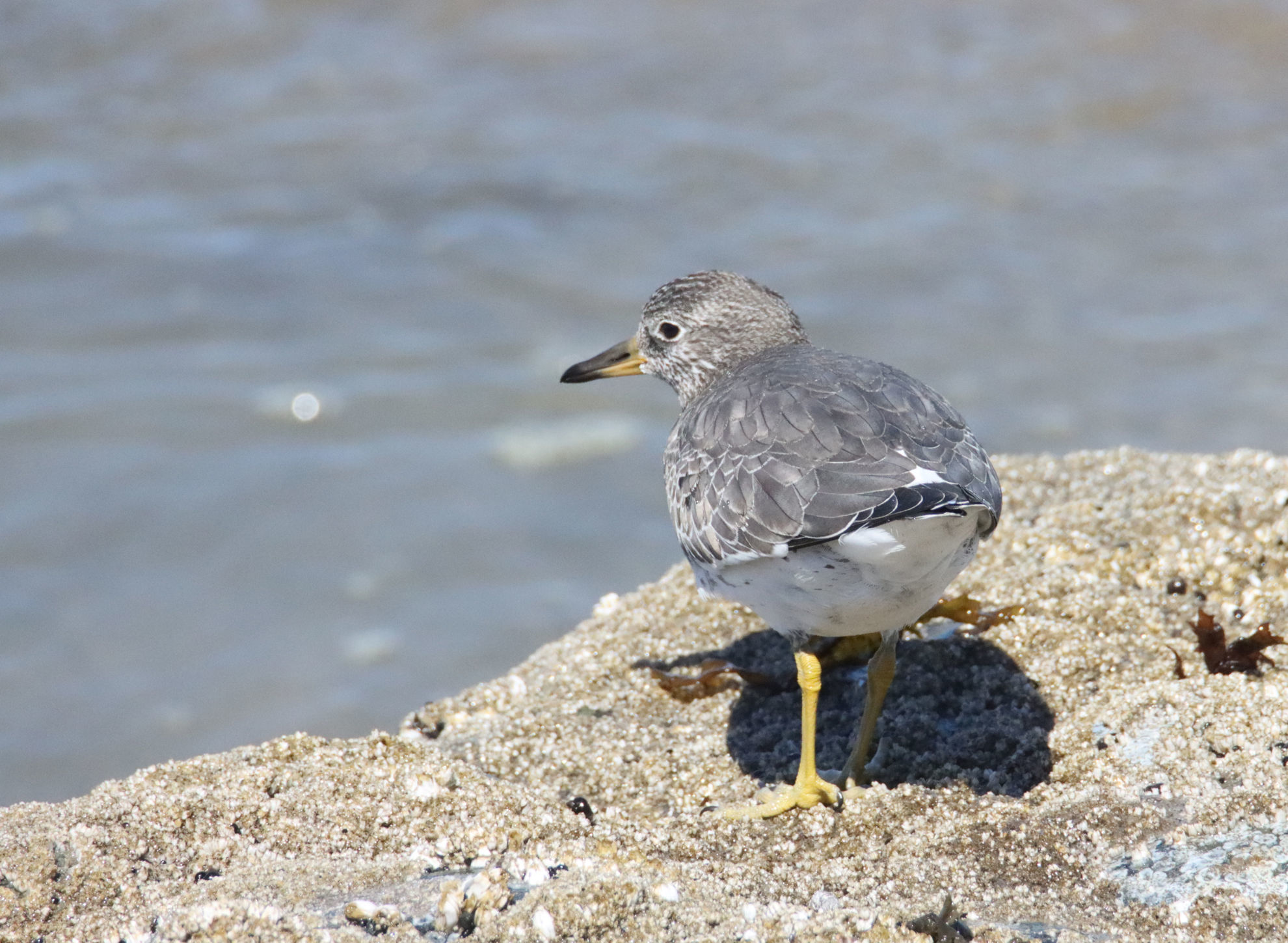 Surfbird © Kevin Burke