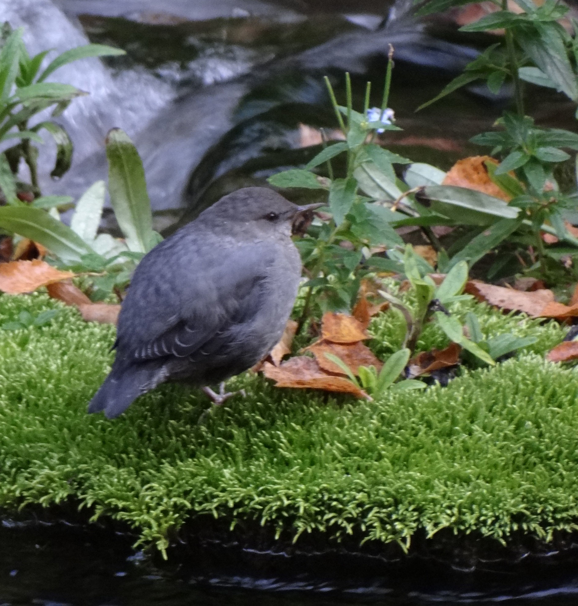 American Dipper © Rick Wright
