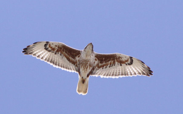 Ferruginous Hawk © Michael O'Brien
