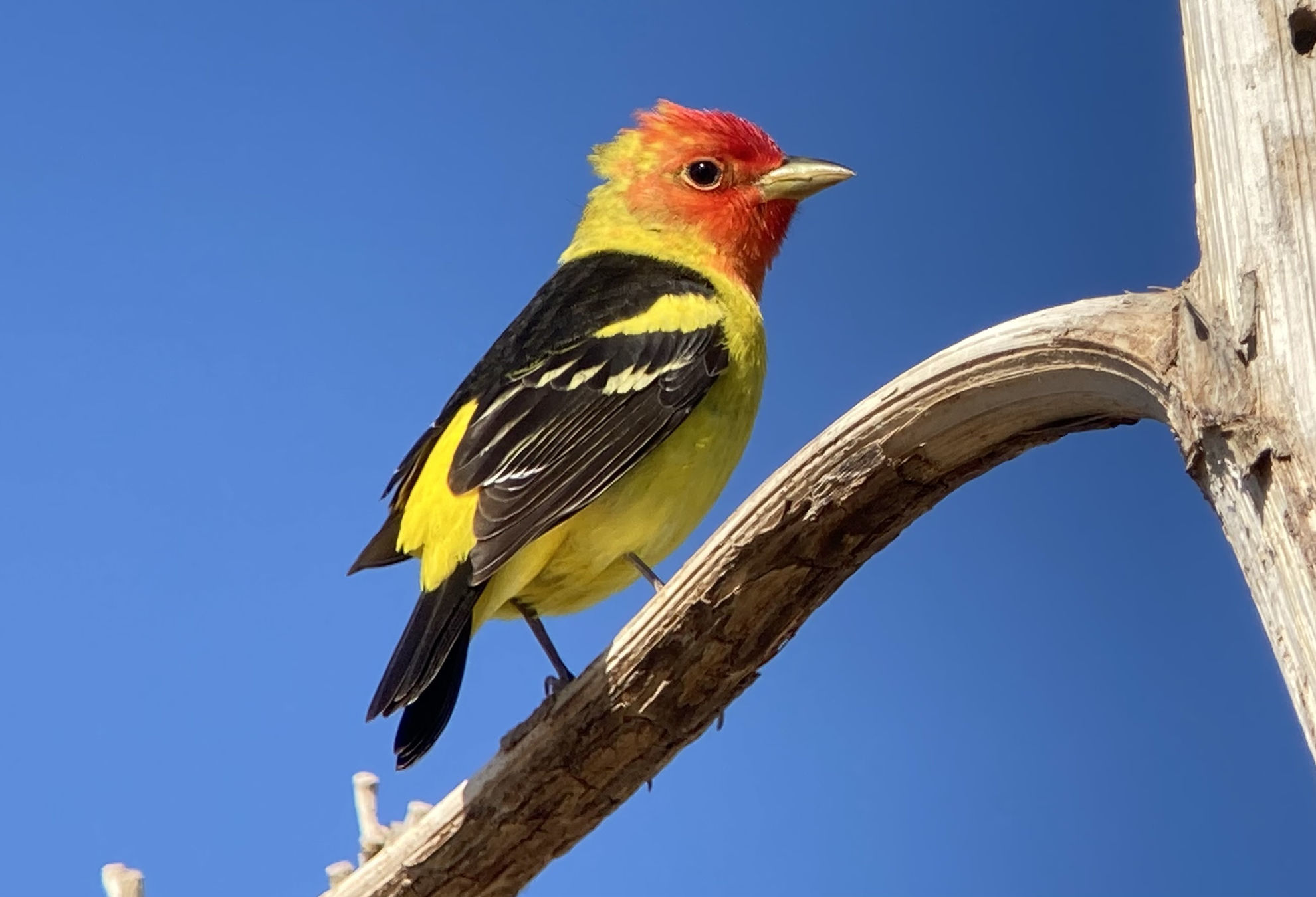 Western Tanager © Barry Zimmer