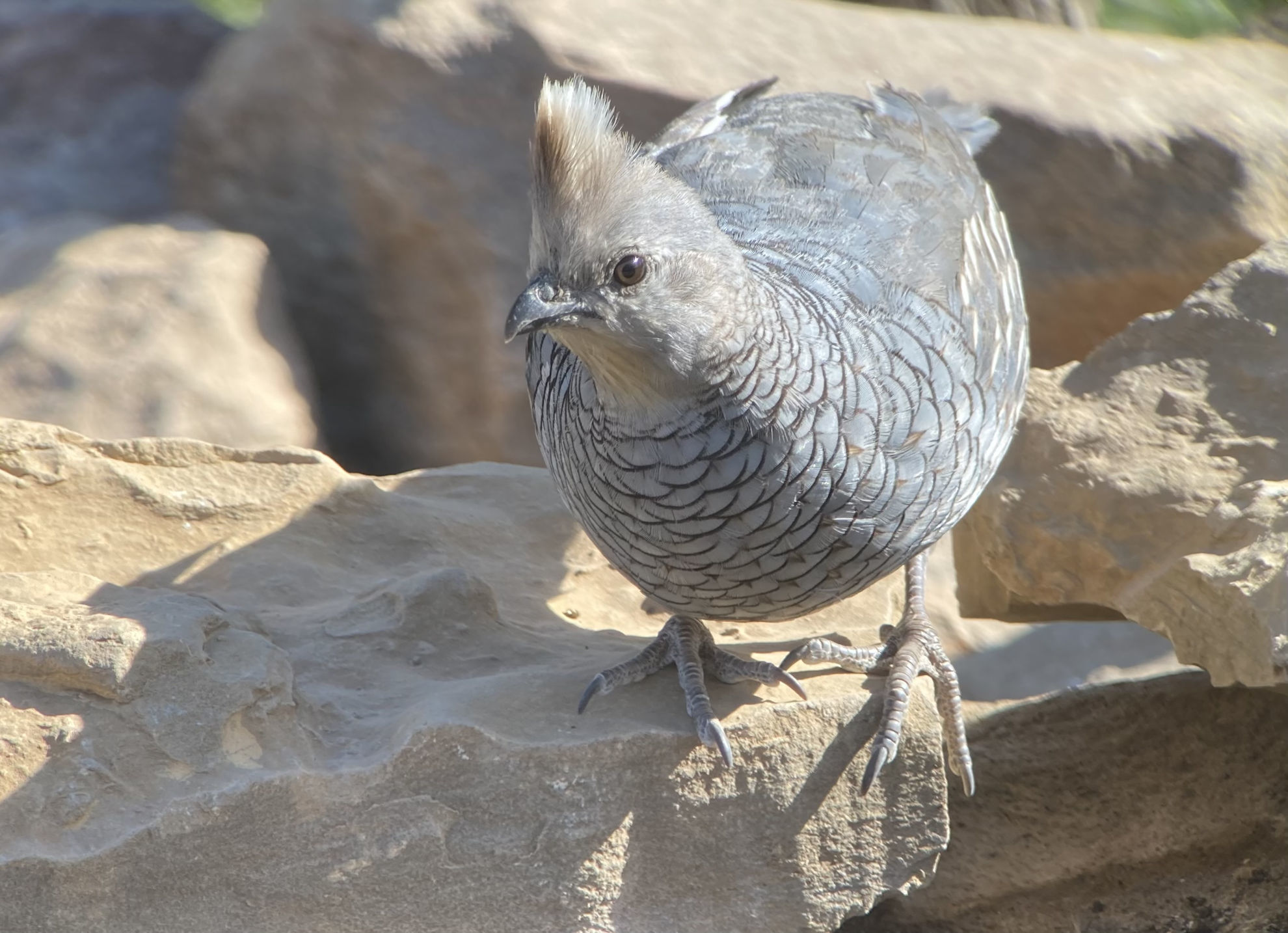 Scaled Quail © Barry Zimmer