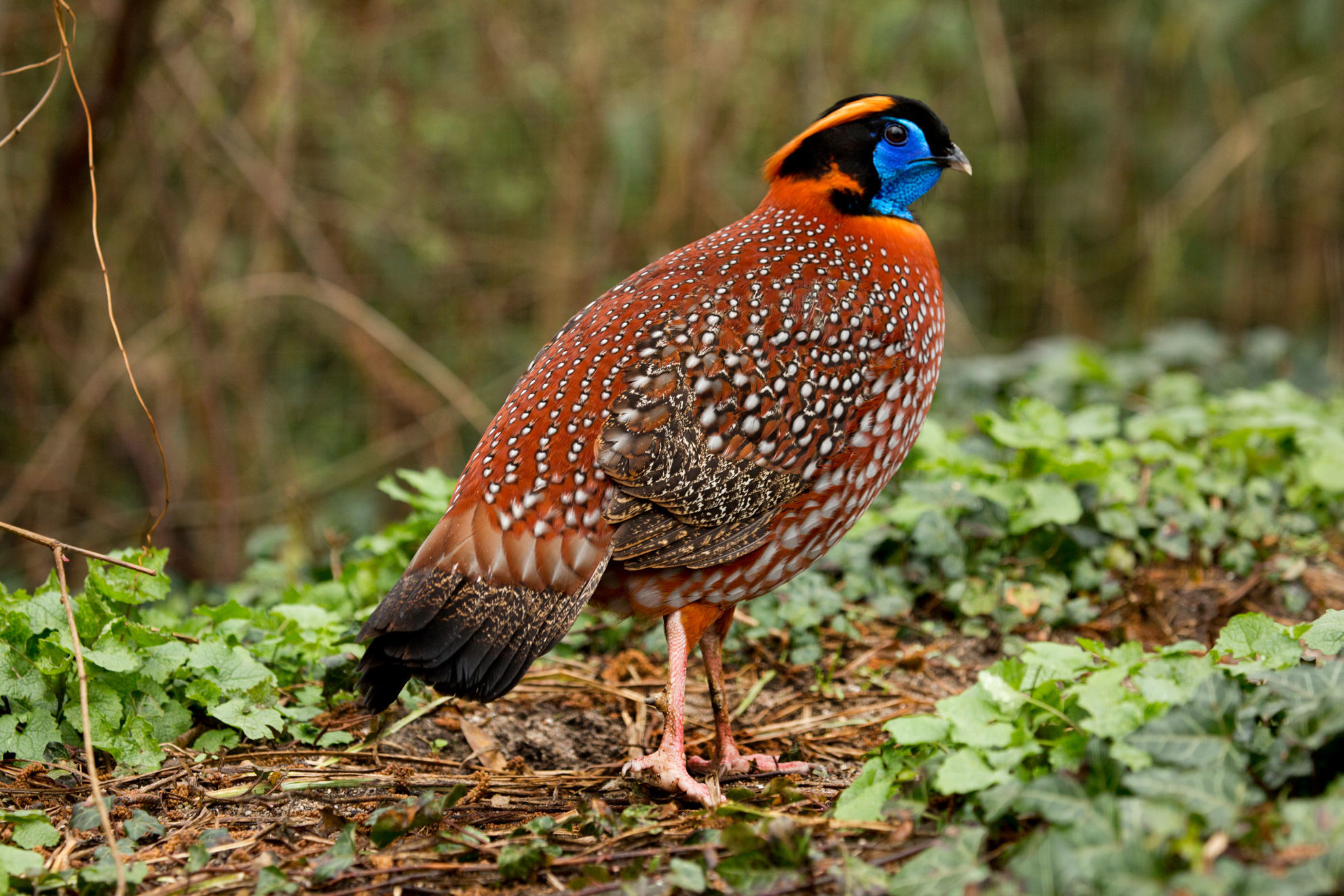 Temminck's Tragopan © Podolnaya Elena/Shutterstock