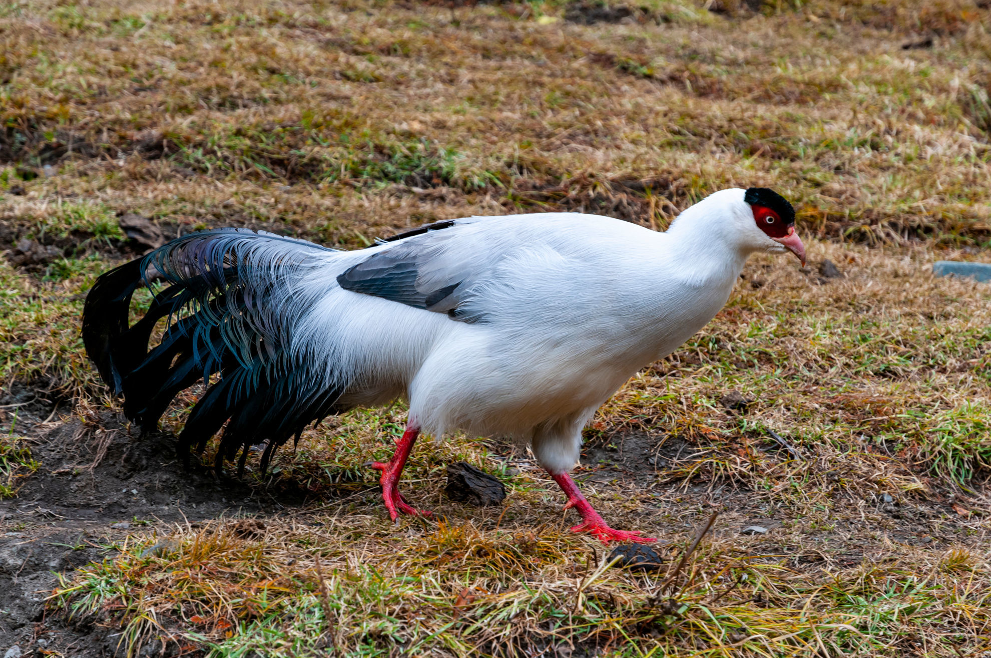 White Eared-Pheasant © Shutterbug Tracy/Shutterstock