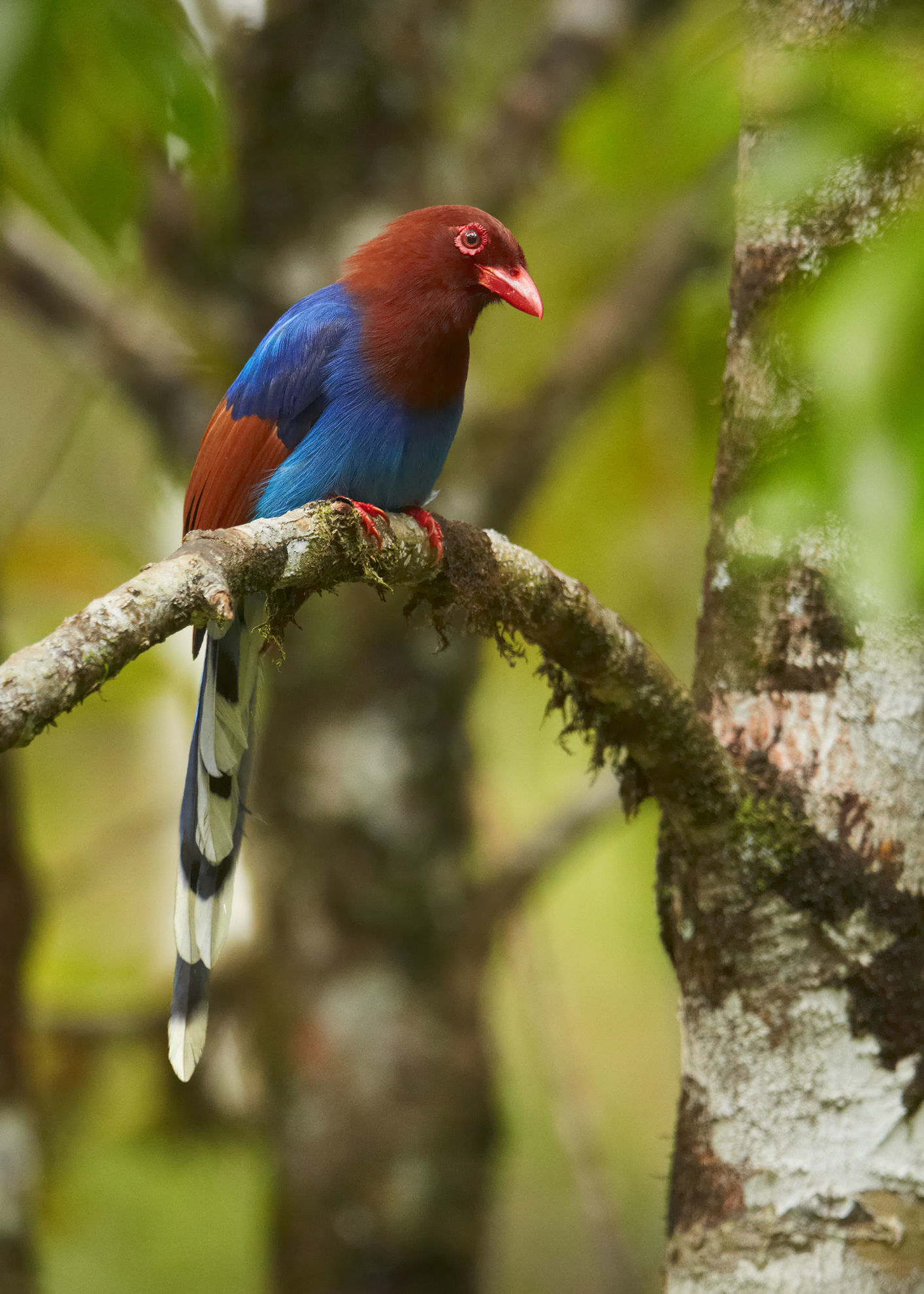 Sri Lanka Blue-Magpie © Martin Mecnarowski/Shutterstock