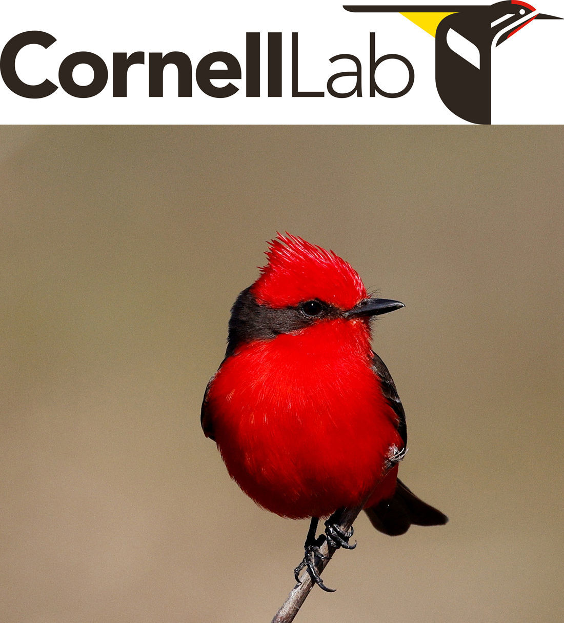 Vermilion Flycatcher © Ricardo Battistino/Macaulay Library