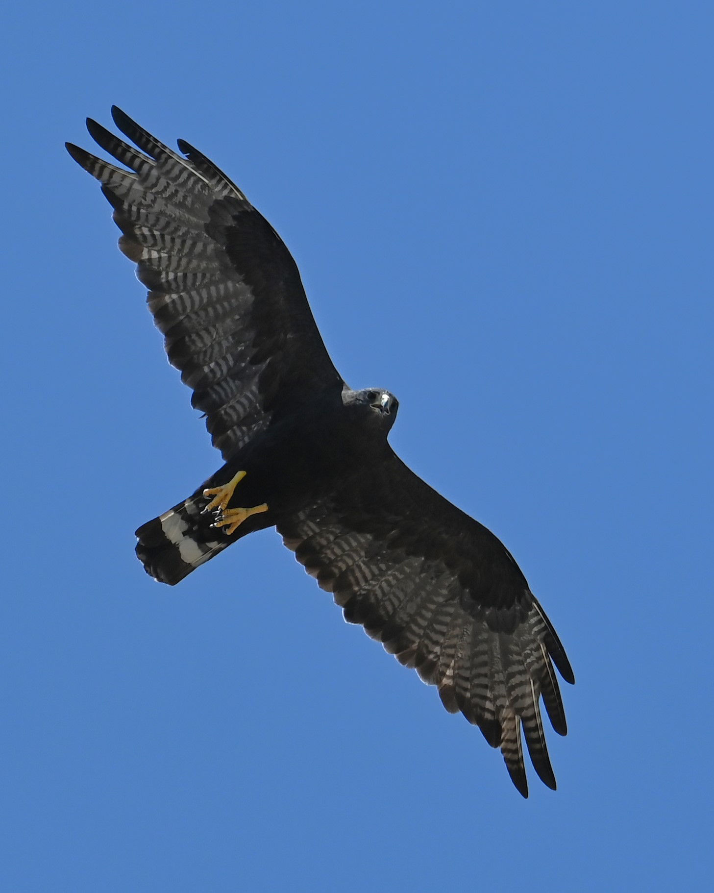 Zone-tailed Hawk © Ronnie Reed/Macaulay Library