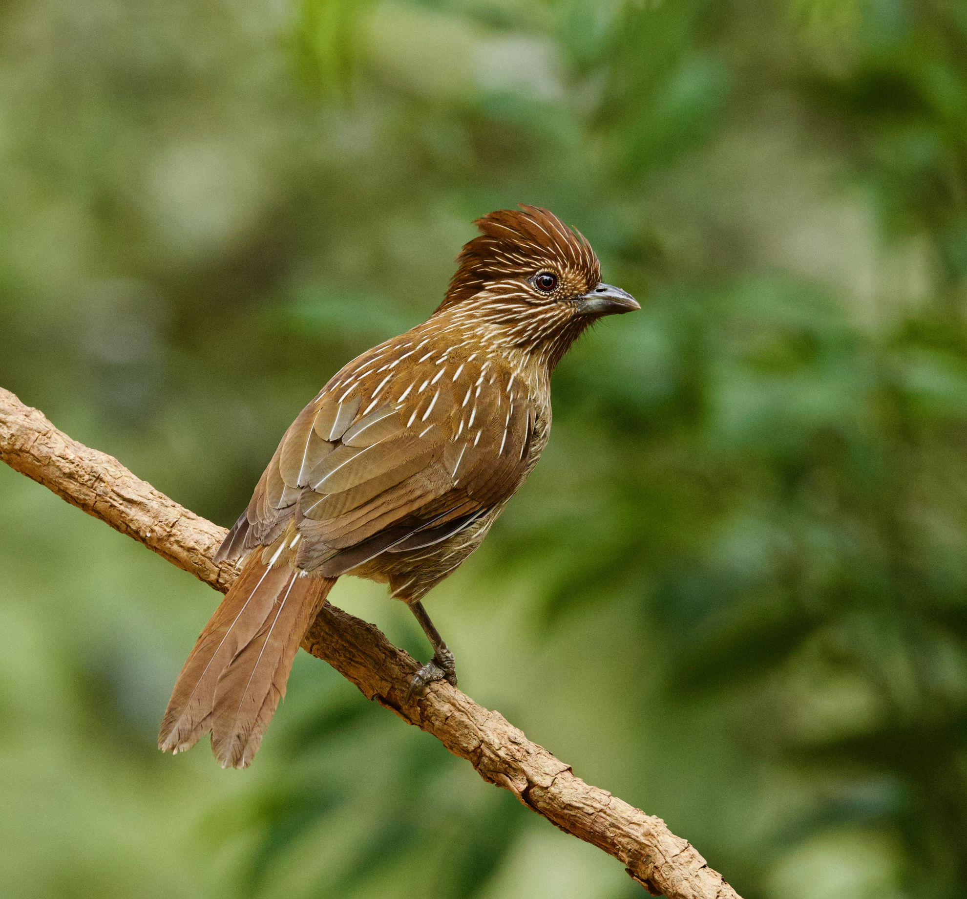 Striated Laughingthrush © Scott Baker