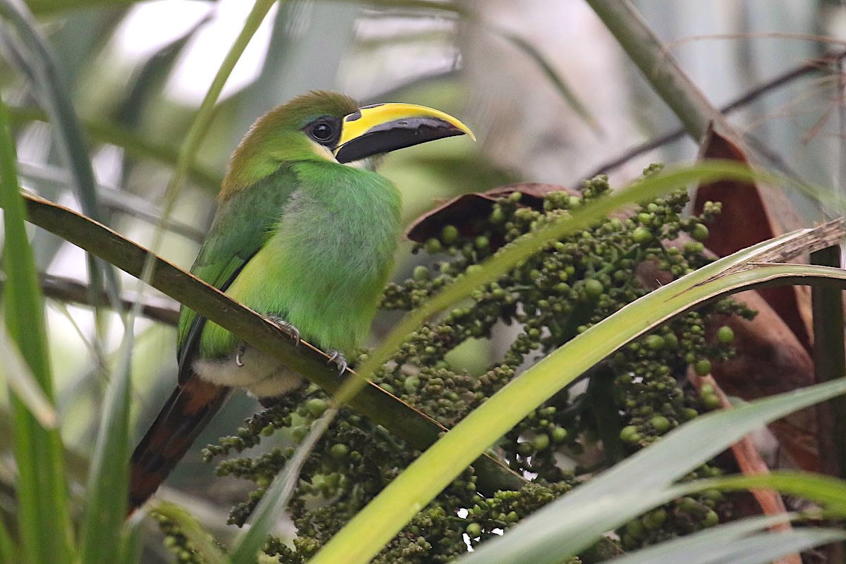 Northern Emerald-Toucanet © Michael O'Brien