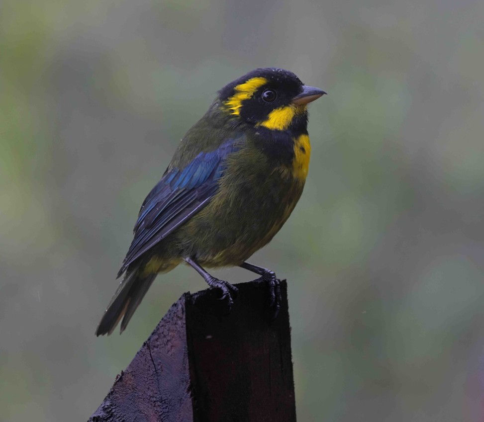 Gold-ringed Tanager  © Doris Valencia