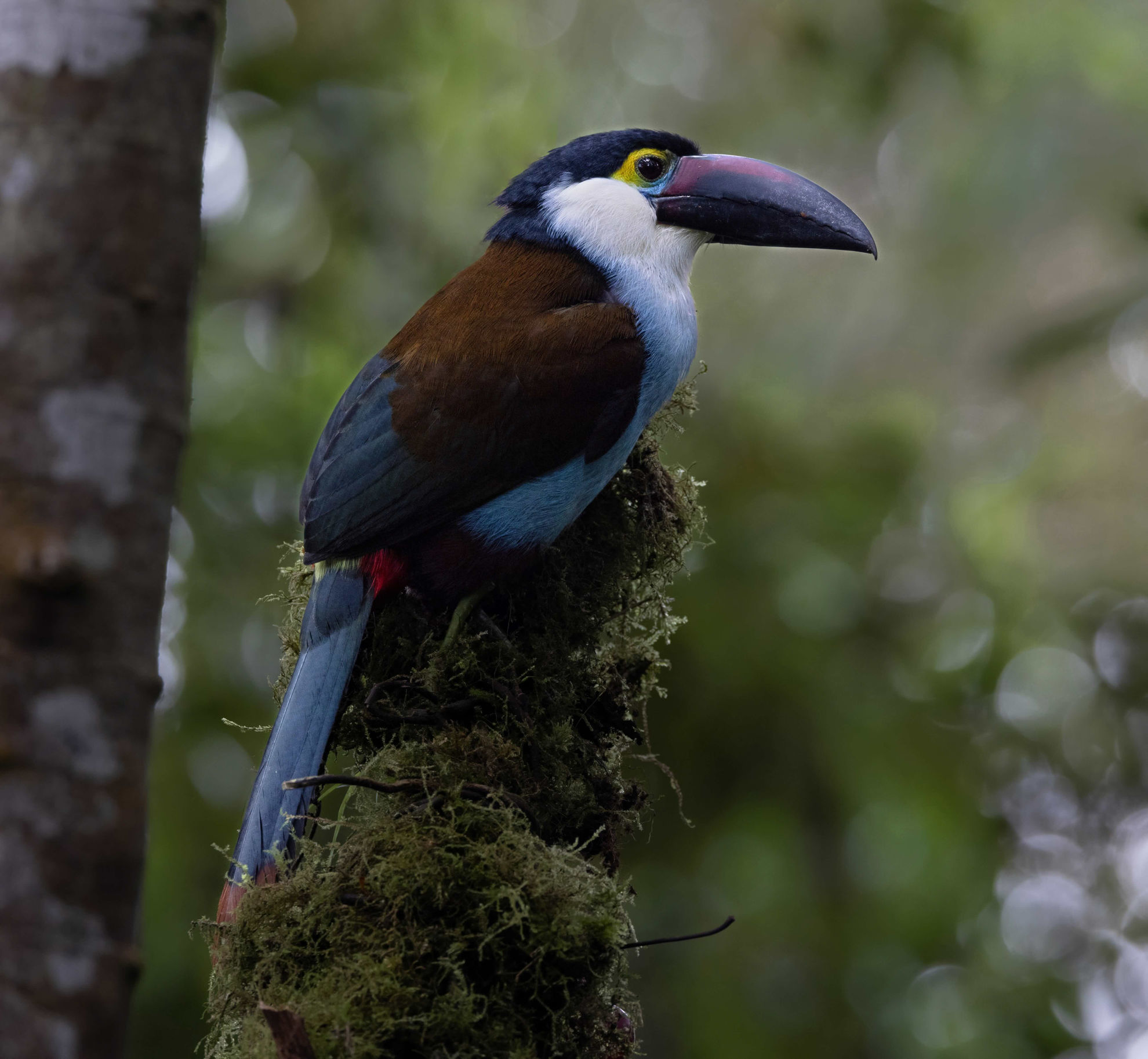 Black-billed Mountain-Toucan © David Ascanio
