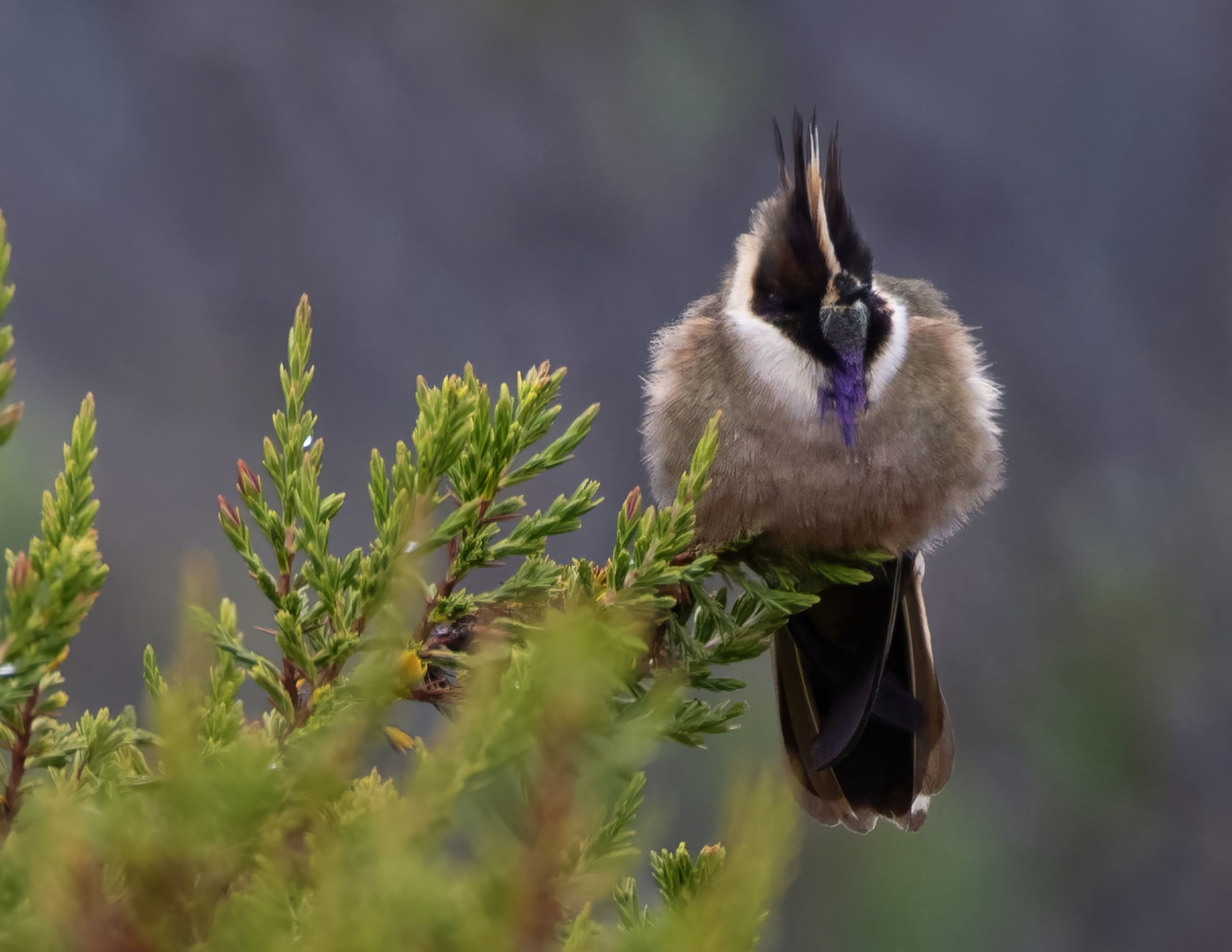 Buffy Helmetcrest © David Ascanio