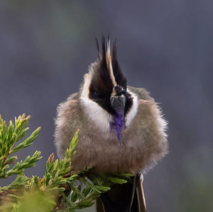 Buffy Helmetcrest © David Ascanio