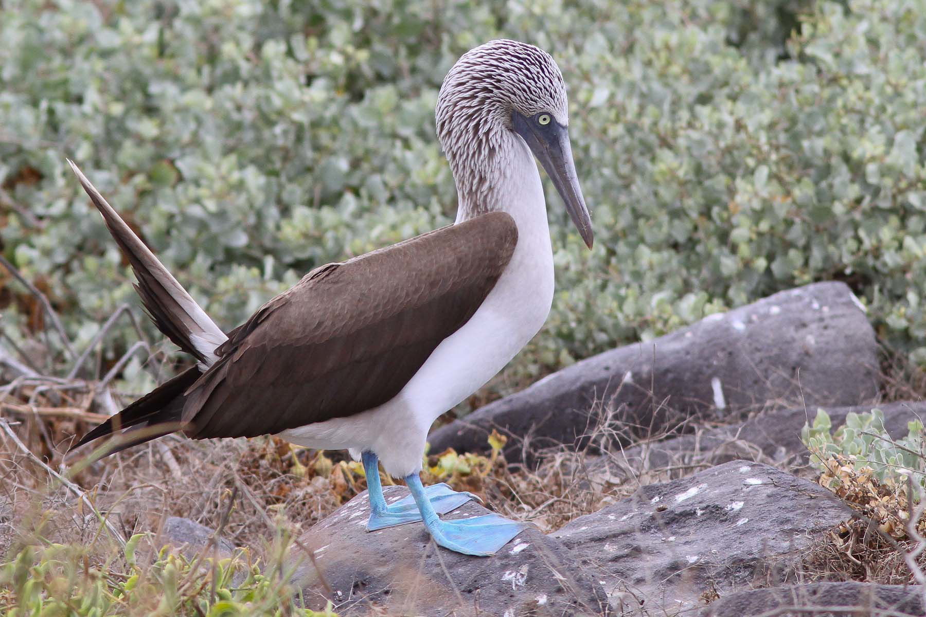Blue-footed Booby © Michael O'Brien