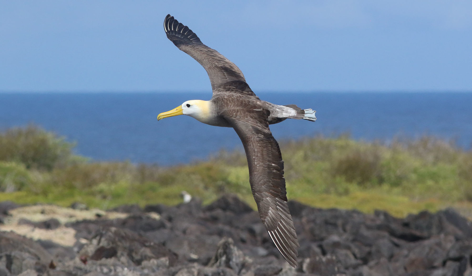 Waved Albatross © Michael O'Brien