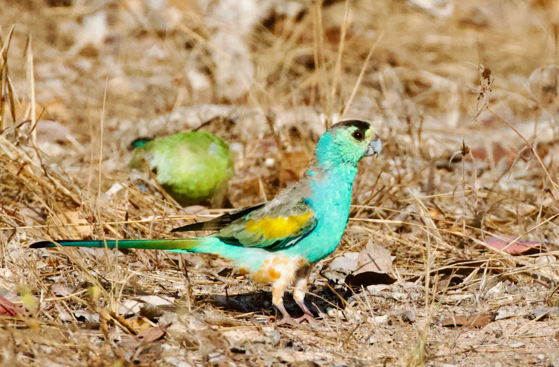 Golden-shouldered Parrot © Scott Baker
