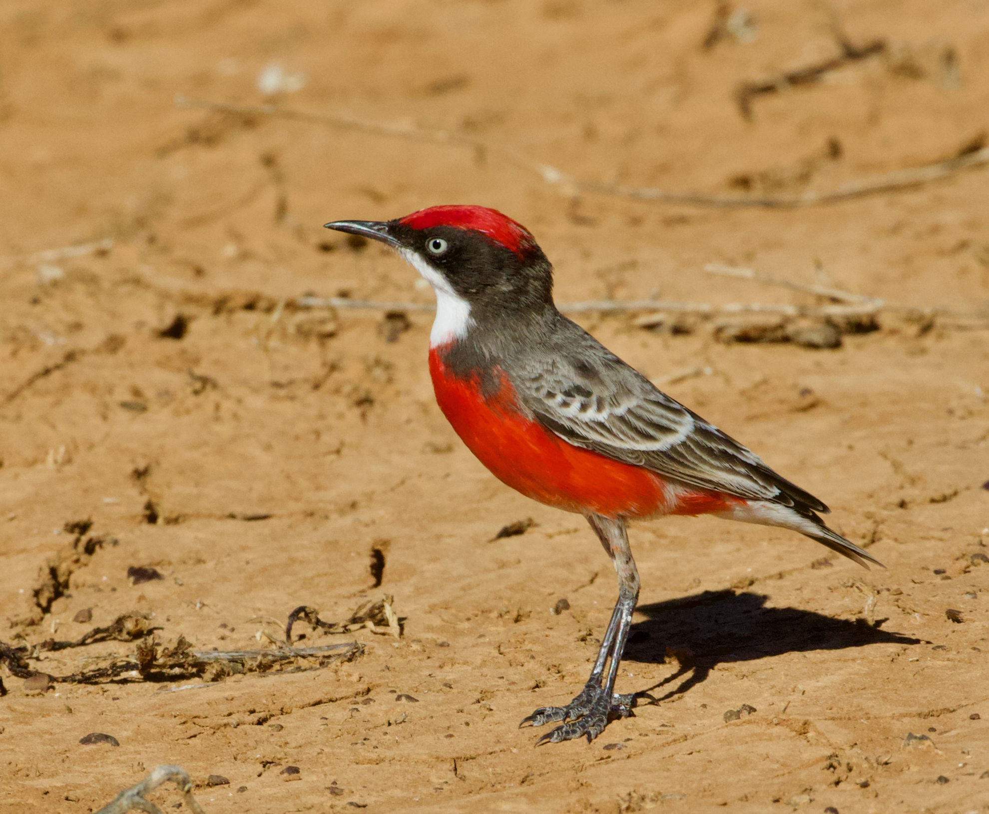Crimson Chat © Scott Baker