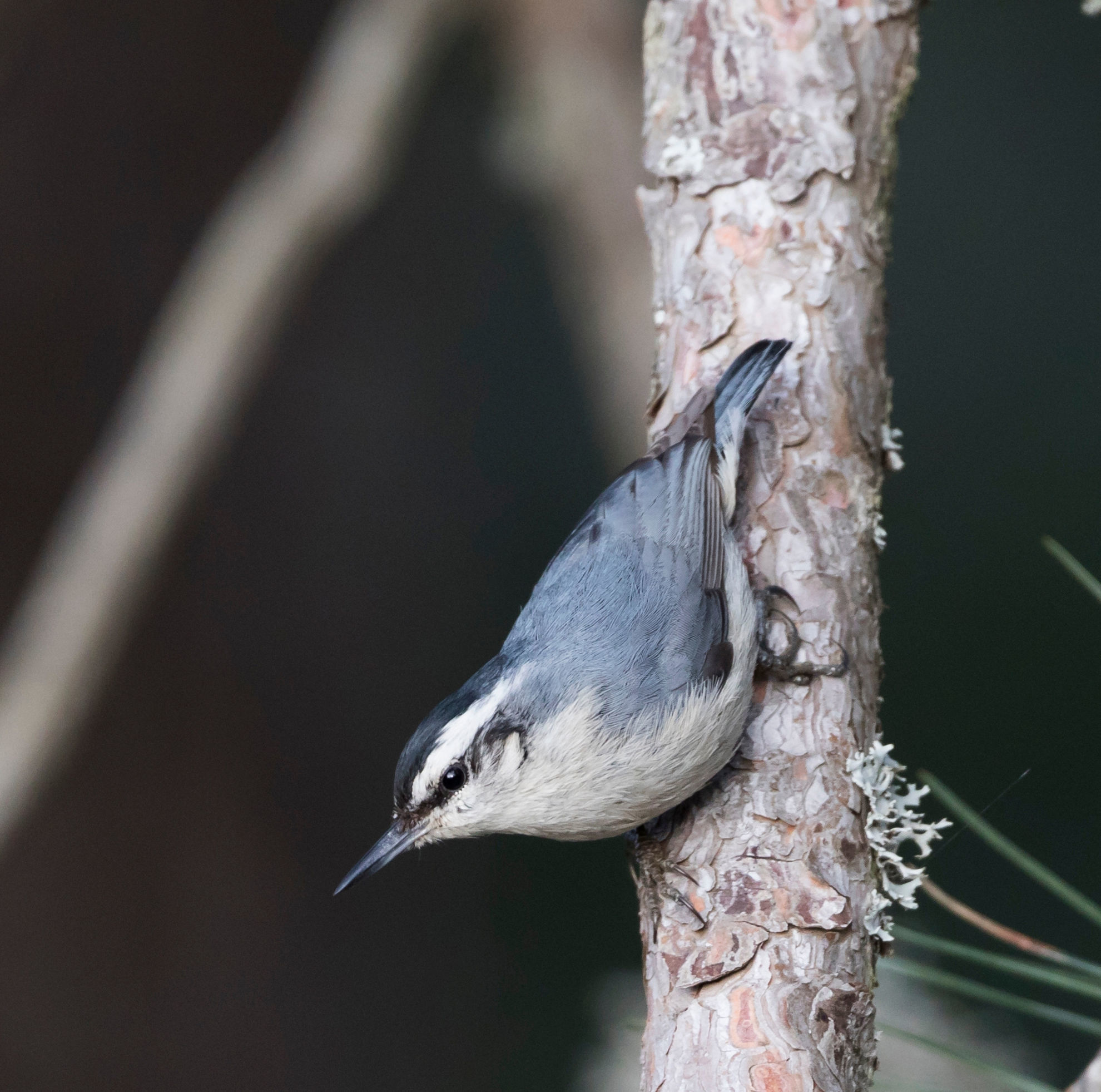 Corsican Nuthatch © Agami Photo Agency/Shutterstock