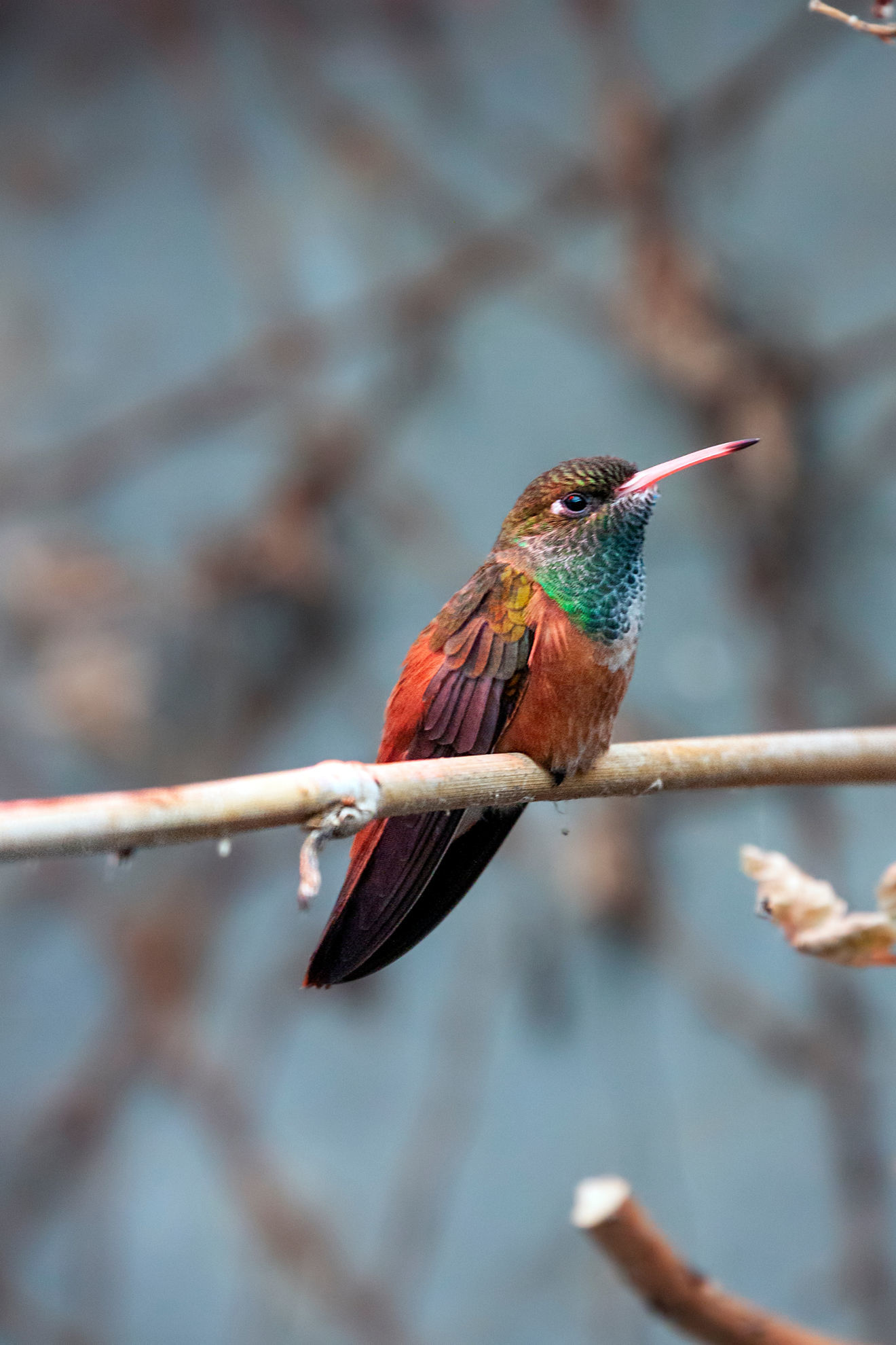 Amazilia Hummingbird © ErreChPhotos/Shutterstock