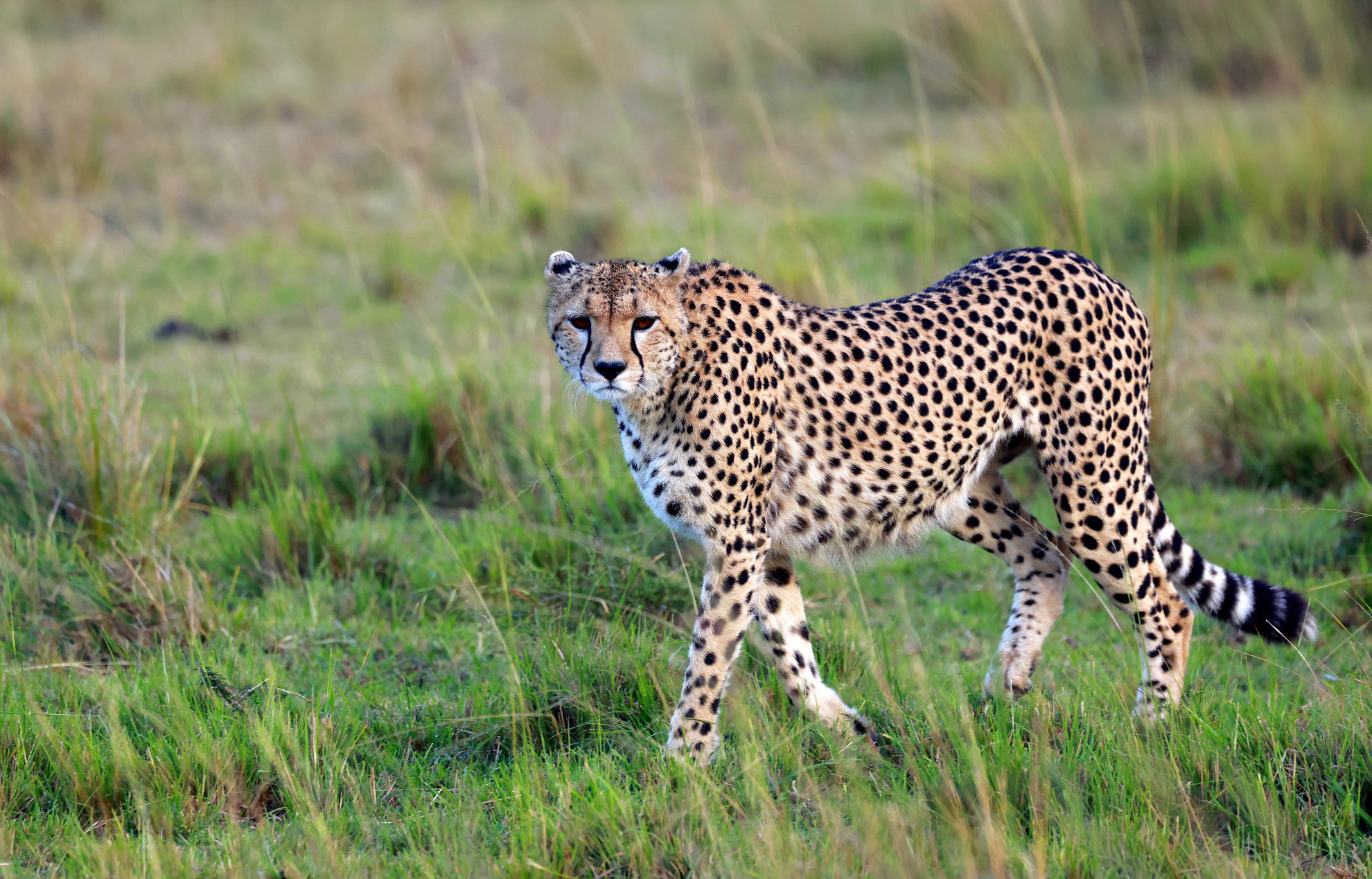 Cheetah © Andrew Whittaker