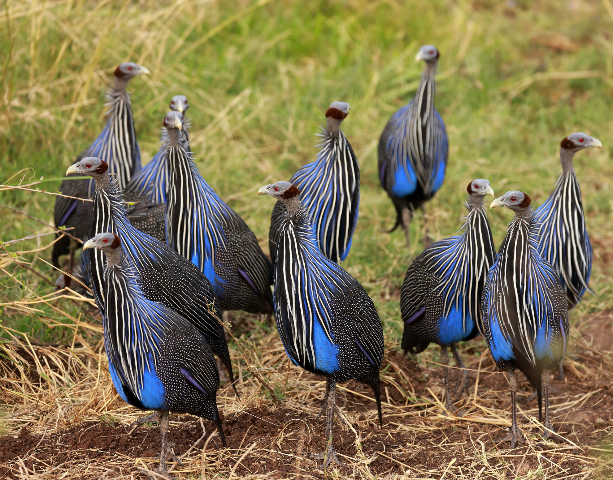 Vulturine Guineafowl flock © Andrew Whittaker