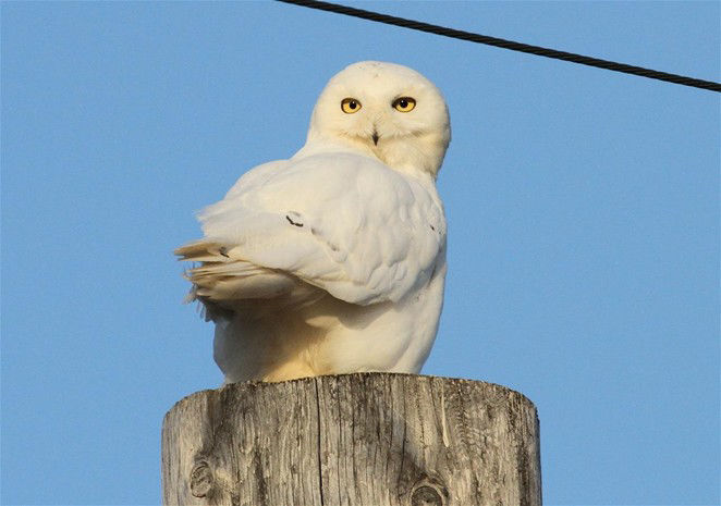 Snowy Owl © Kevin Zimmer