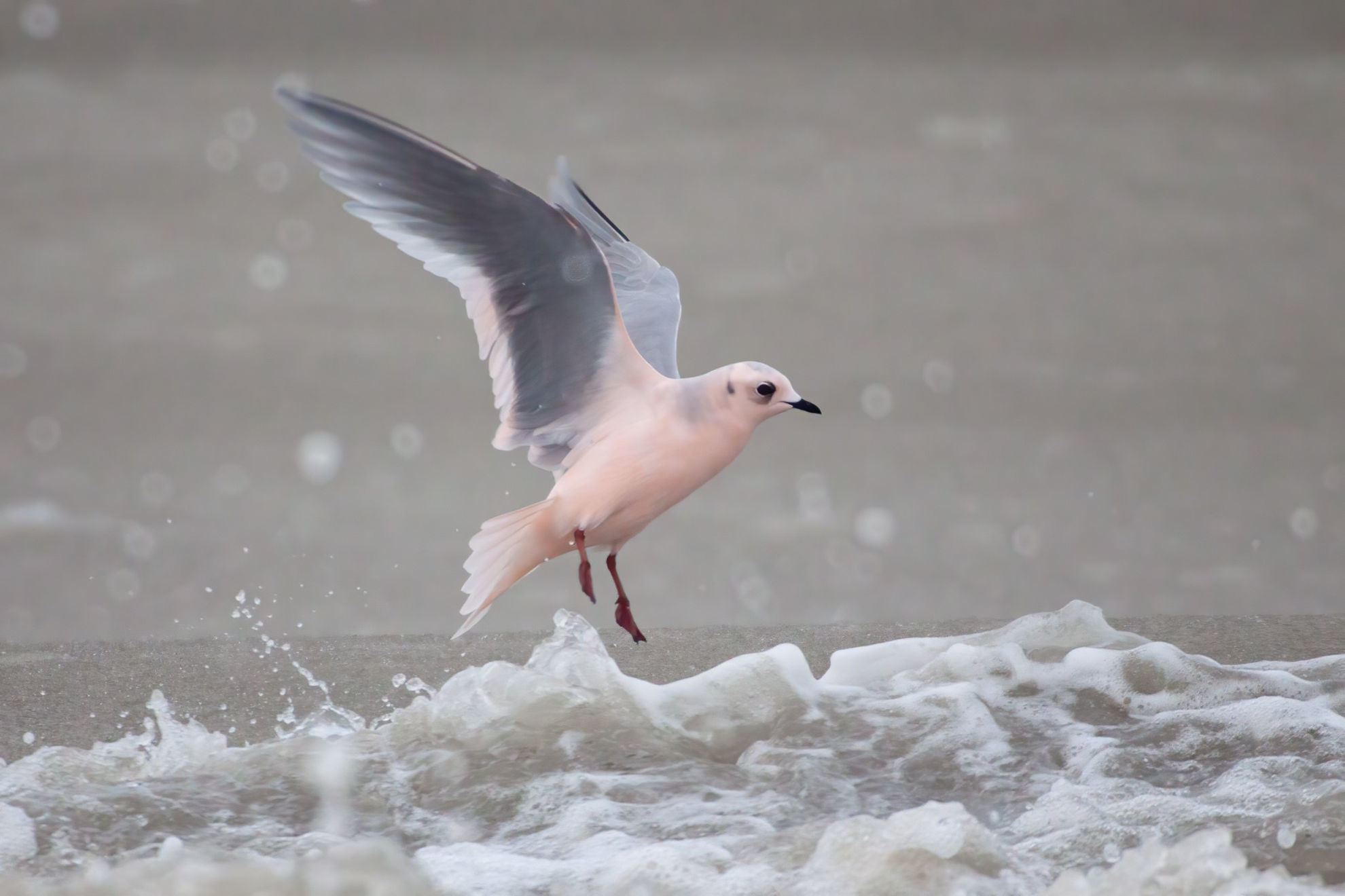 Ross's Gull © Declan Troy