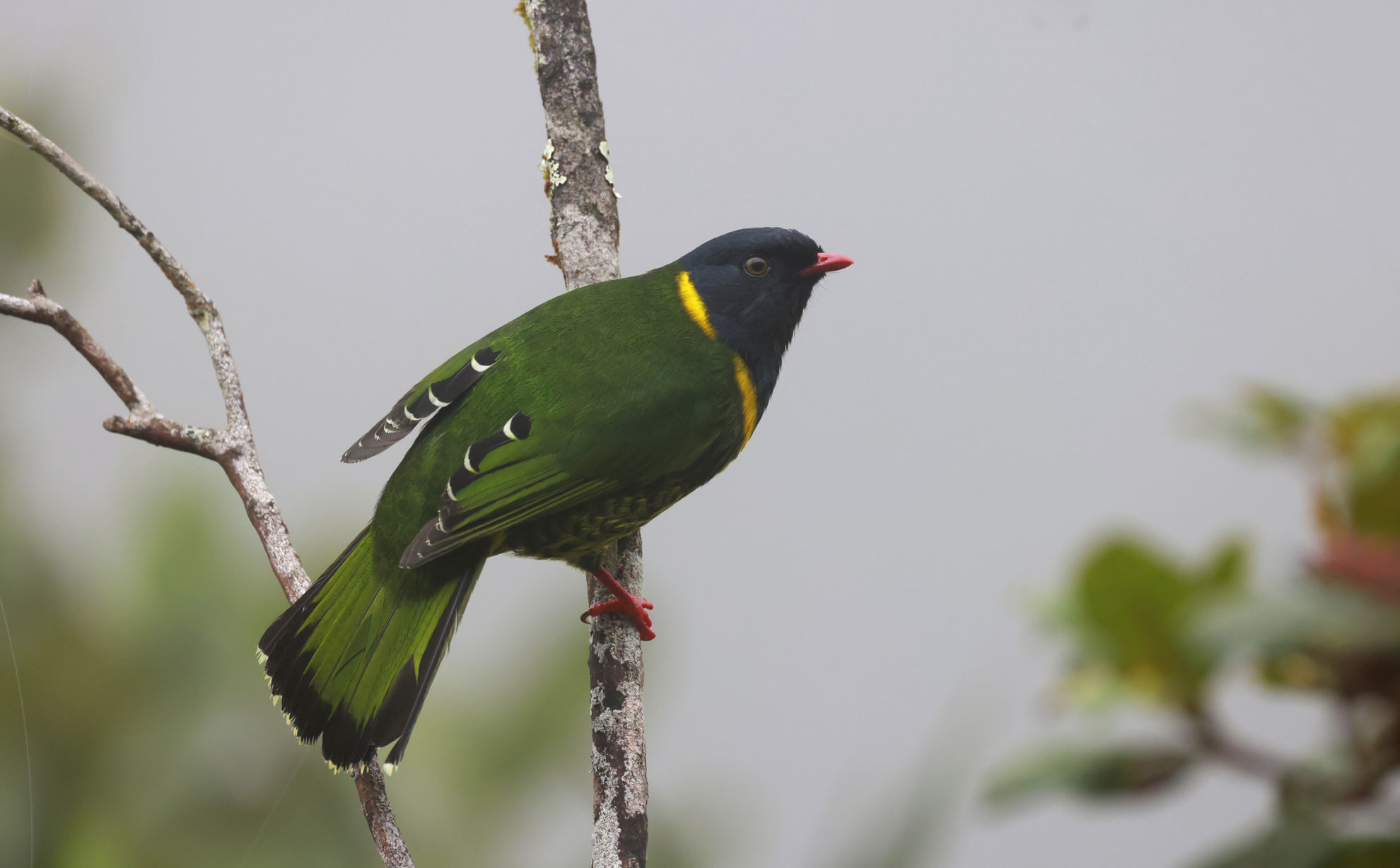 Band-tailed Fruiteater male © Andrew Whittaker