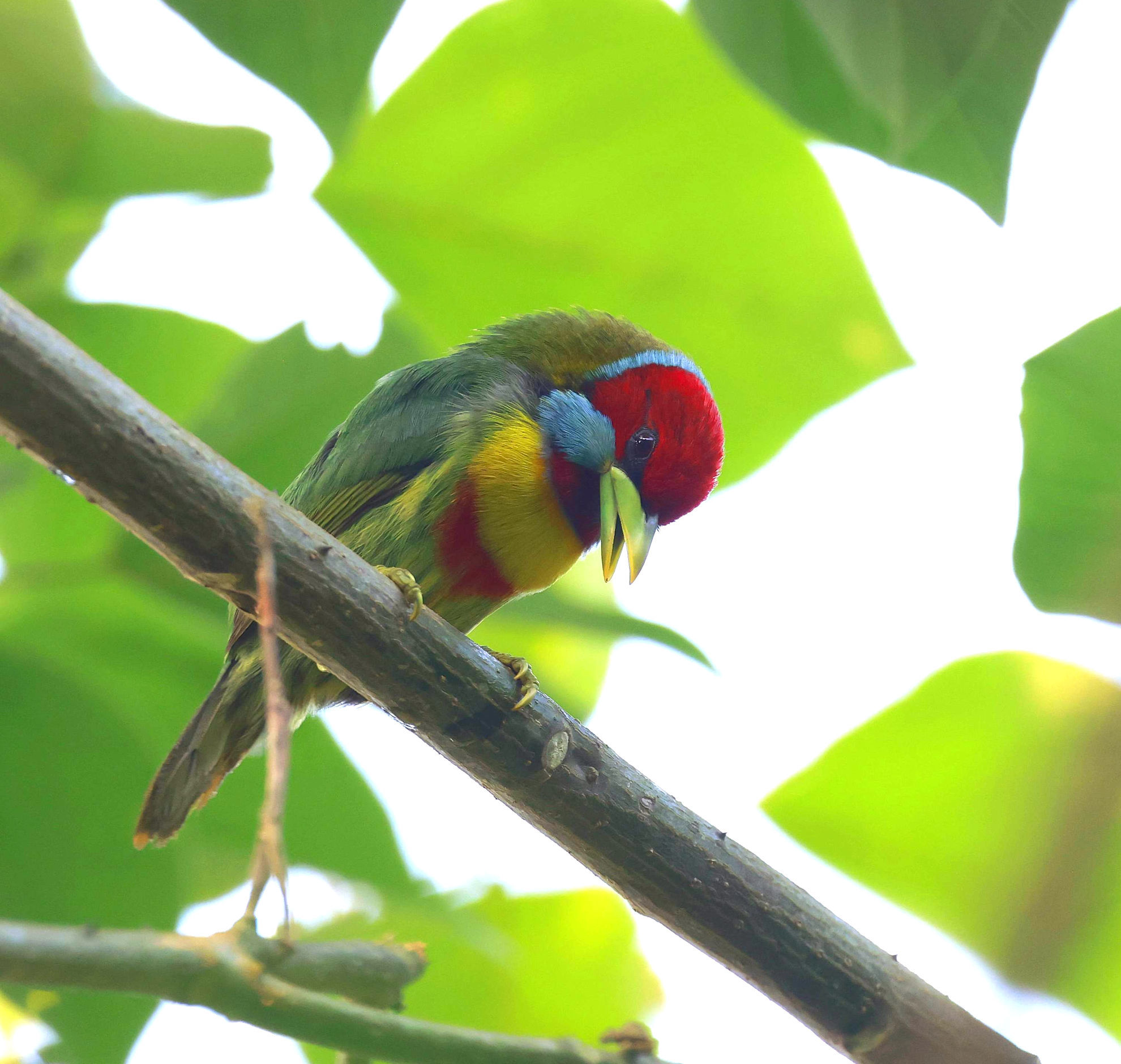 Versicolored (Blue-moustached) Barbet male singing © Andrew Whittaker