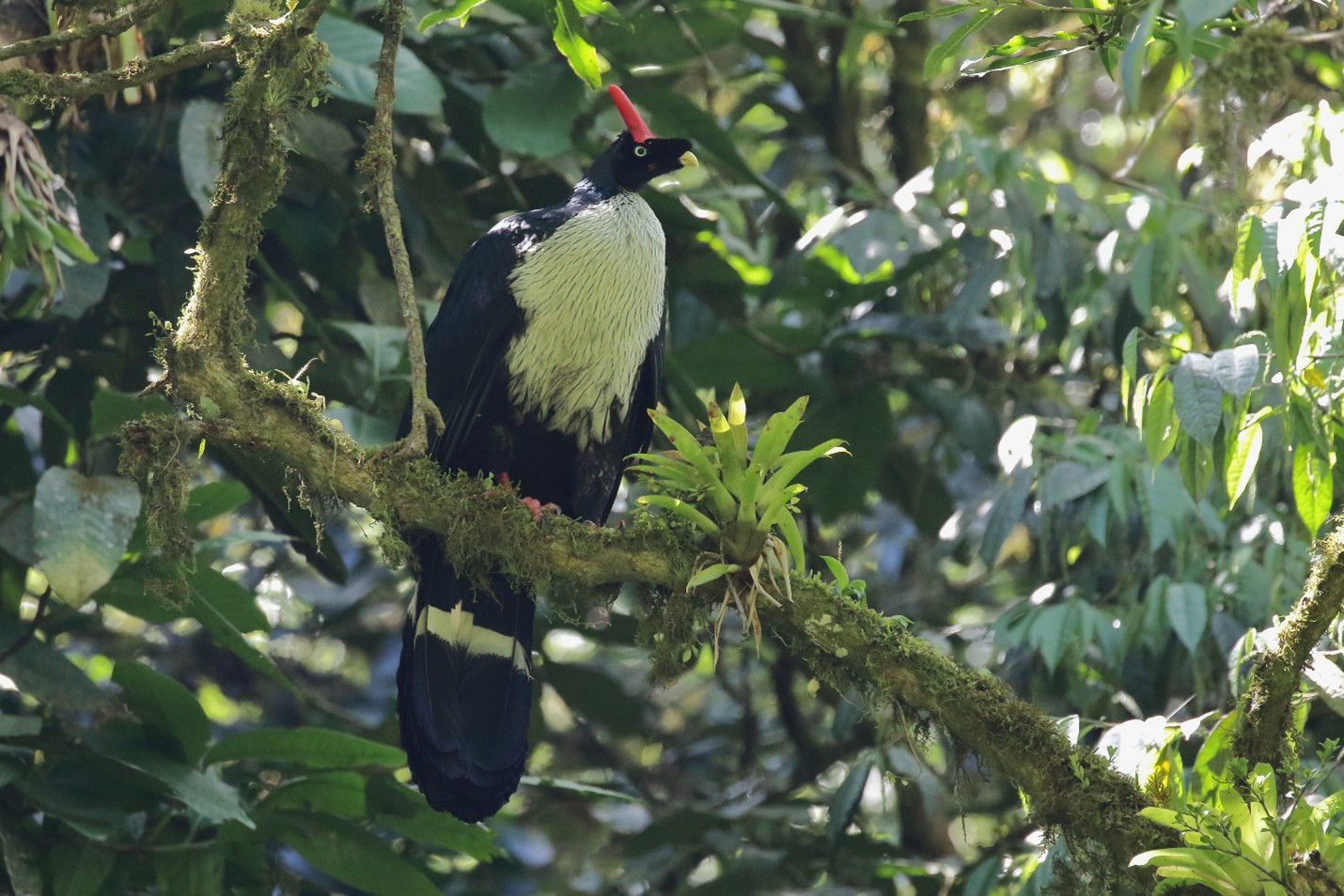 Horned Guan © Brian Gibbons