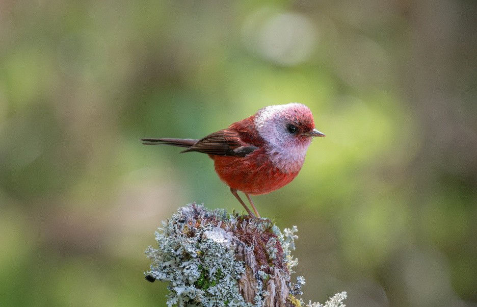 Pink-headed Warbler © Daniel Merida