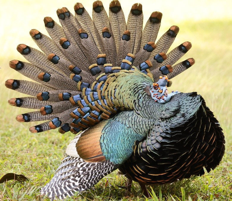 Ocellated Turkey © Brian Gibbons