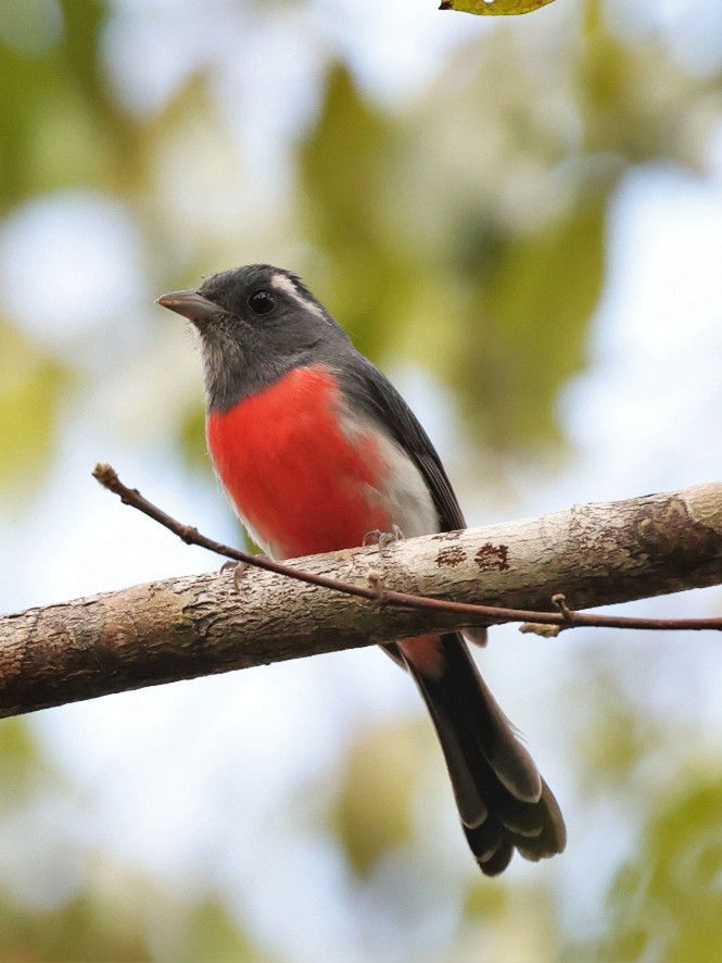Gray-throated Chat © Brian Gibbons