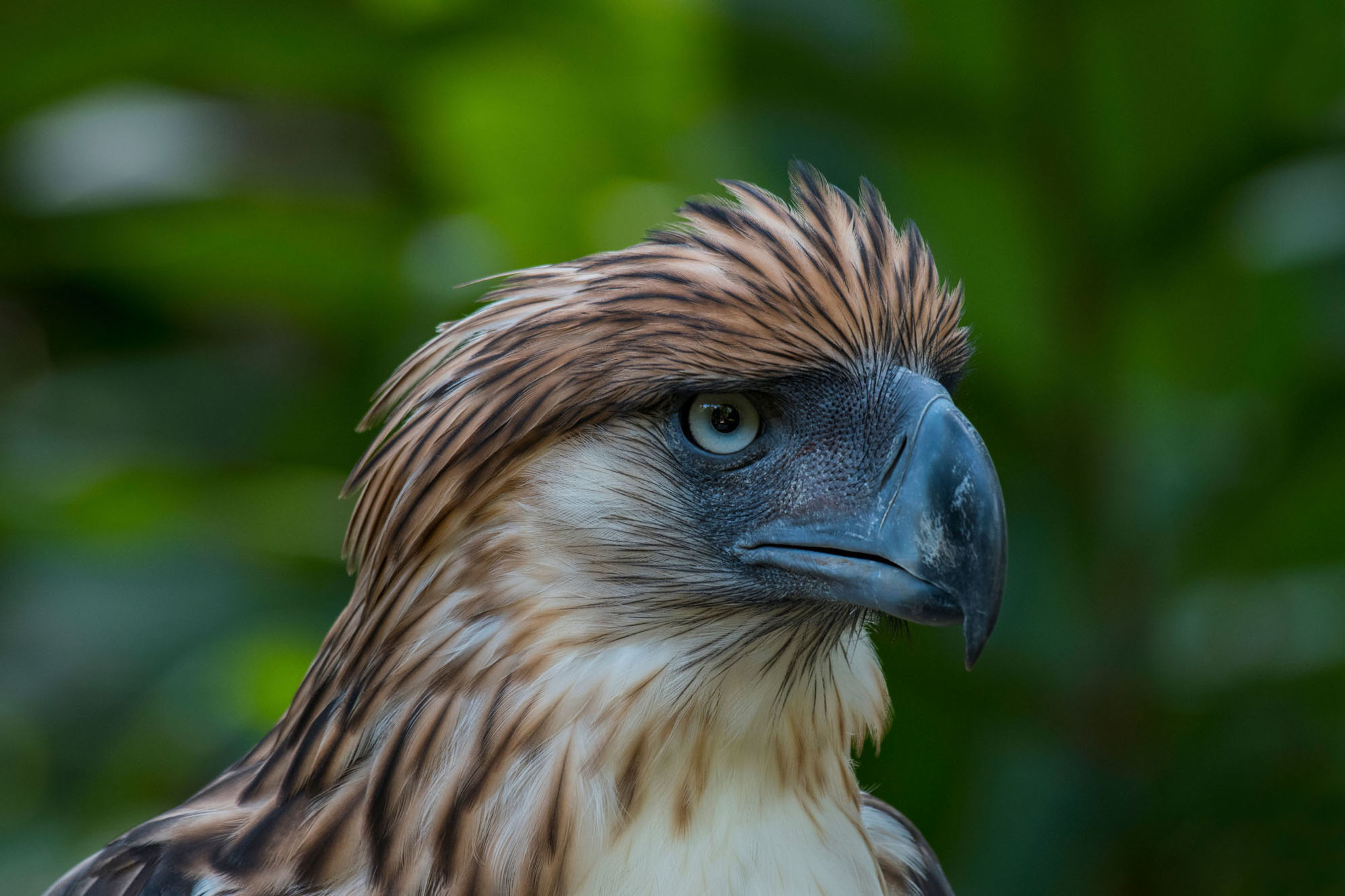 Philippine Eagle © ienreb/Shutterstock