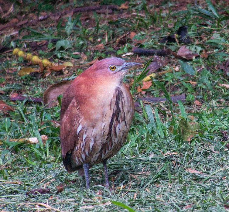 Japanese Night-Heron © Adrian Constantino