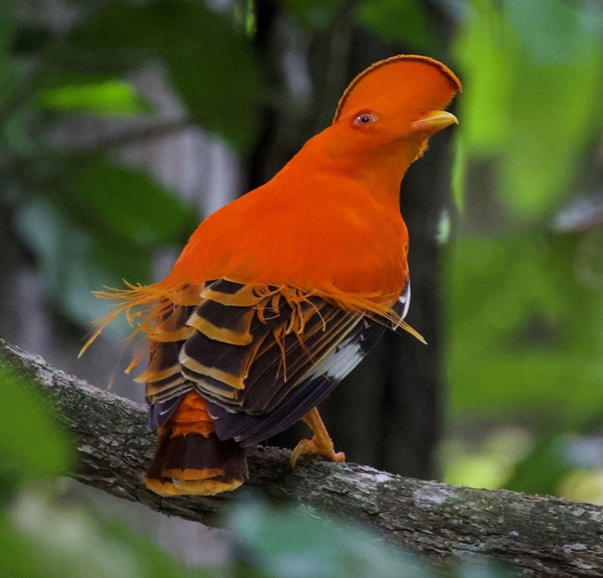 Guianan Cock-of-the-rock © David Ascanio
