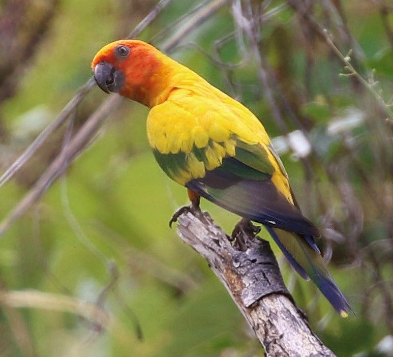 Sun Parakeet © David Ascanio