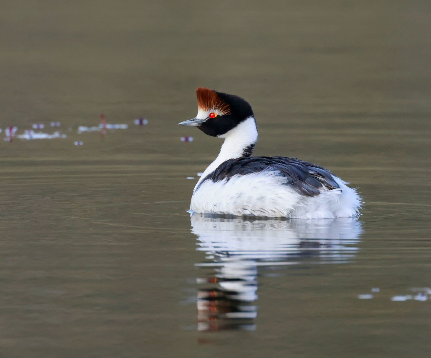 Hooded Grebe © Andrew Whittaker