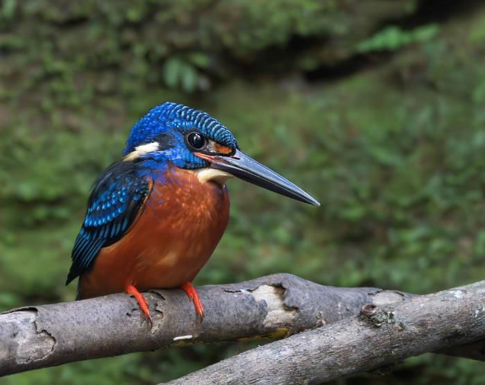 Blue-eared Kingfisher © Ansar Khan