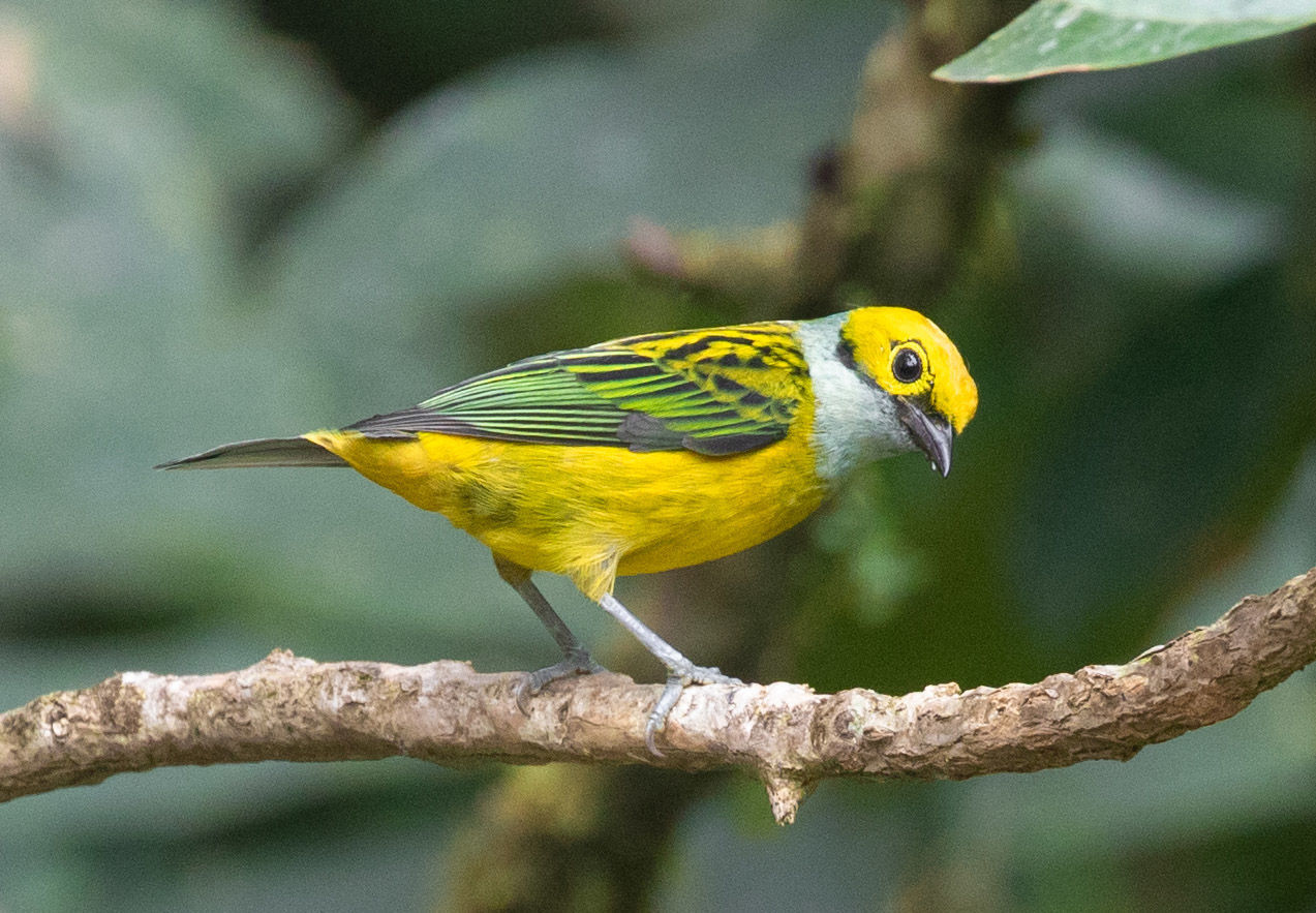 Silver-throated Tanager © Erik Bruhnke