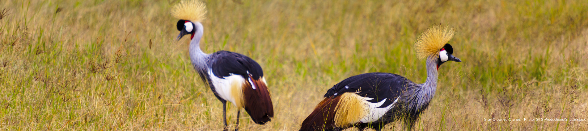 Field Reports | Victor Emanuel Nature Tours